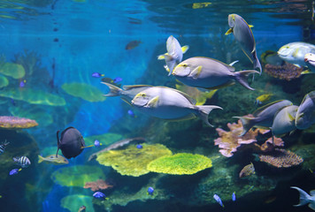 Fototapeta na wymiar Coral and fishes in aquarium tank.
