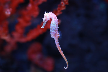 seahorse (Hippocampus) swimming.