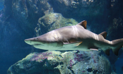 Fototapeta premium White Shark Underwater.