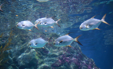 fishes in aquarium tank.