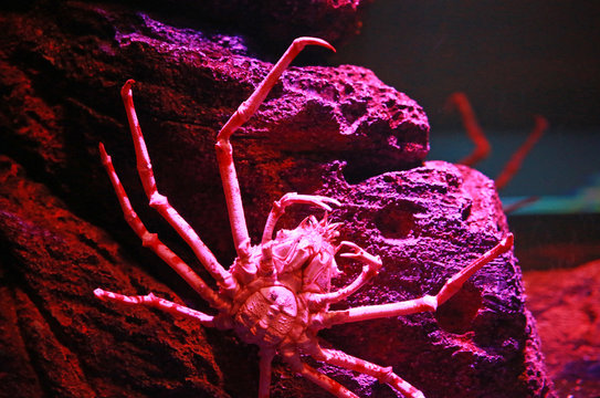 Giant Japanese Spider Crab.