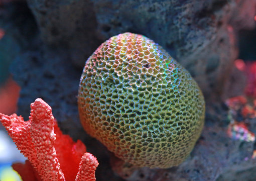 Corals in aquarium tank.