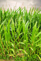 Obraz premium champ de maïs