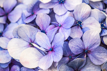 Closeup flowers.
