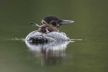 A week-old Common Loon chick stretches its legs and wings while riding on its mother's back - Ontario, Canada © Brian Lasenby