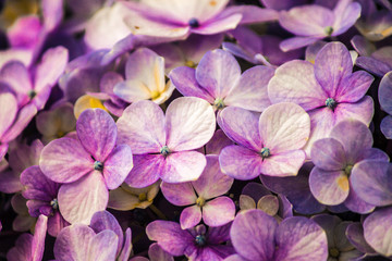 Closeup flowers.