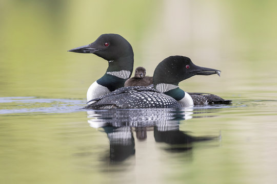 A week-old Common Loon chick rides on its mother's back as its father cruises past - Ontario, Canada