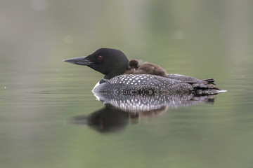 A week-old Common Loon chick rides on its mother's back - Ontario, Canada