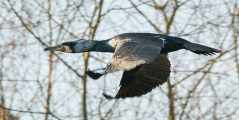 cormorant in flight close