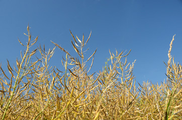 Obraz premium Ripe rape field seen towards a blue sky.
