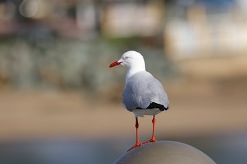 Seagull on Post