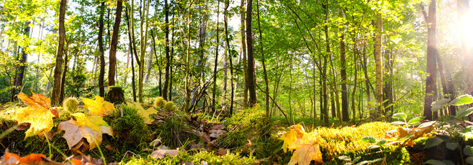 Meditation, Relaxation, Silence, Free Time: Wonderful day in autumn with colorful trees :)