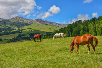 Fototapeta na wymiar Italy south tyrol dolomites mountains horses grazing
