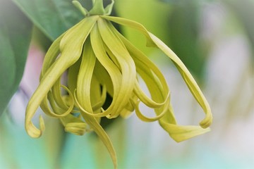Cananga odorata, Ylang-ylang  known as the cananga tree  is a tropical tree that originates in Indonesia