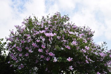 Obraz premium 夏の花・ムクゲ