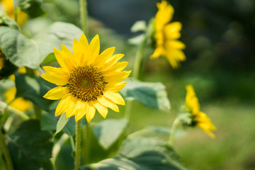 sun flower in garden
