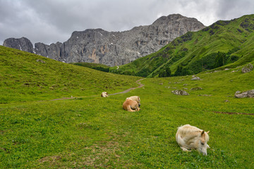 Obraz premium Italy south tyrol dolomites mountains sleeping horses