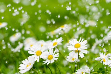 Meadow with white flowers under rain in summer time