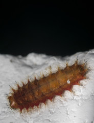 Brown and orange caterpillar on a wall