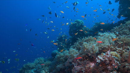 Colorful coral reef with healthy corals and plenty small fish