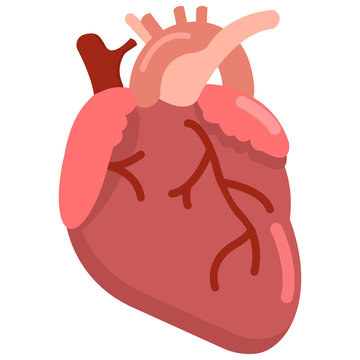 Human heart organ icon, vector illustration flat style design isolated on white. Colorful graphics
