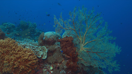 Naklejka na ściany i meble Colorful coral reef with big sea fan and plenty fish