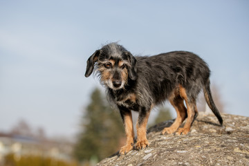 Dackel-Mischling Portrait