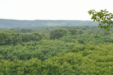 Obraz premium Valley among the low mountains. Green thickets of maple and poplar. A low mountain in the haze of fog.