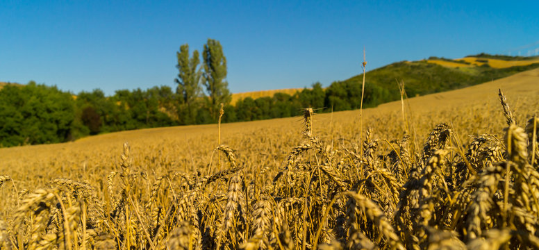 campo de trigo entre árboles