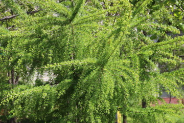 Larch, needles, tree, green, nature, texture, summer, spring, plant,