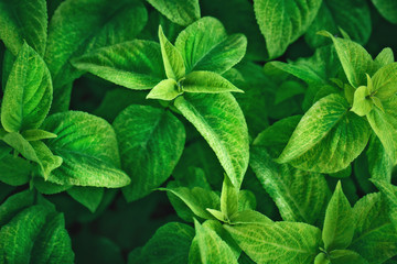 The creative background of leaves.