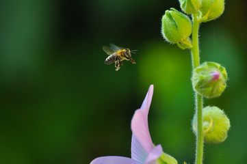 Honey bee flies near to a wildflower. Bee feeding and pollinate flowers in garden