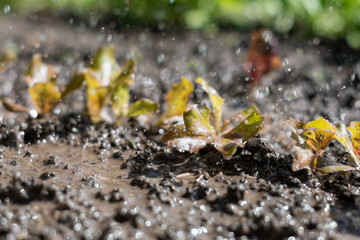 Lettuce plant in the field and farmer  is watering it;   seedlings in the farmer's garden , agriculture, plant and life concept (soft focus, narrow depth of field)