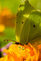 The common brimstone