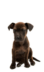 Obraz premium Brown dog terrier