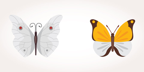 set of colorful Butterfly Vector Design Illustration. summer insect