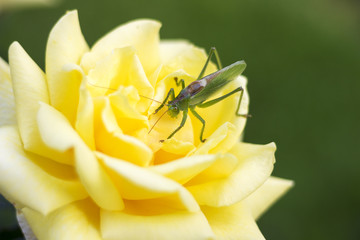 Green grasshopper sitting on on the yellow flower