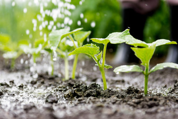 Cucumber sprouts in the field and farmer  is watering it;   seedlings in the farmer's garden , agriculture, plant and life concept (soft focus, narrow depth of field) - obrazy, fototapety, plakaty