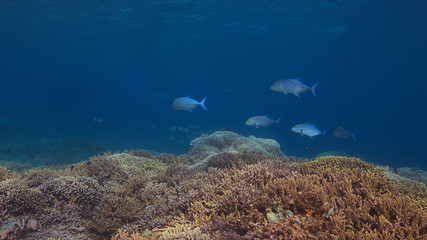 Fototapeta na wymiar Coral reef with Bluefin Trevallies and healthy hard corals.