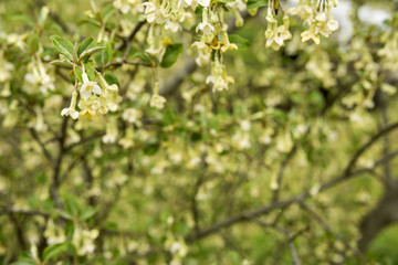 ダイオウグミの花花