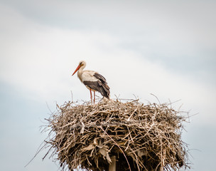 Stork in the nest 