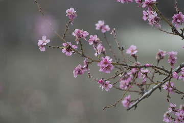 Pink Cherry Blossoms With Sunlight 
