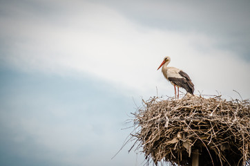 Stork in the nest 