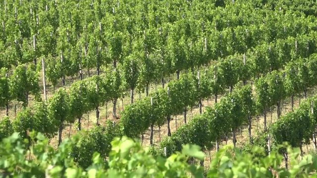 Vigneti monferrato