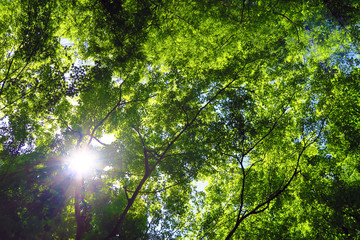 緑のモミジと太陽