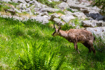 Gämse im Wald des Gran Paradiso Nationalpark, Aosta Tal, Italien