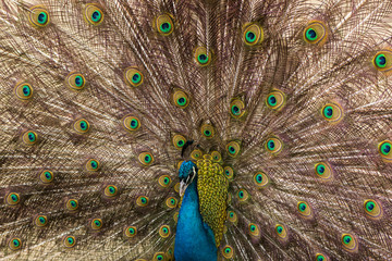 Fototapeta premium Proud to be a Peacock