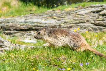 Murmeltier auf Futtersuche, Gran Paradiso National Park, Italien