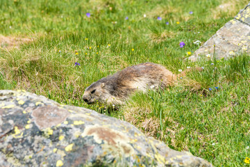 Murmeltier auf Futtersuche, Gran Paradiso National Park, Italien