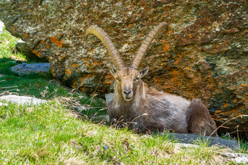 Majestätischer Alpensteinbock vor Felsen, Grand Paradiso Nationalpark